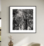 Patrik Lienhart, (Art no. #075)Dark Forest (Photo Fine Art)