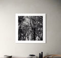 Patrik Lienhart, (Art.nr. #075) Mörk skog (Fotokonst)