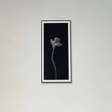 Patrik Lienhart, Poppy (Photo Fine Art)